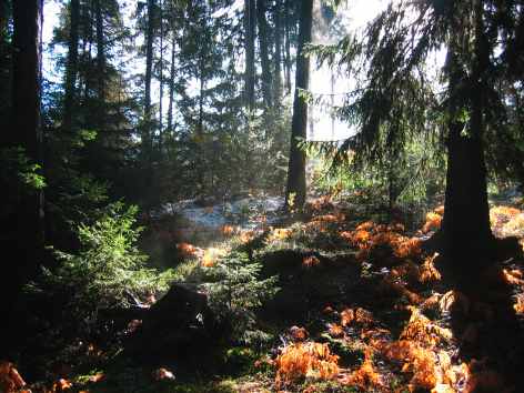 foto/wald20031109_6646_IMG.jpg